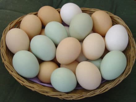 Сколько яиц можно есть, полезен ли желток, холестерин, сырые яйца и другие ответы.